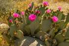 USA, California, Anza Borrego Desert State Park. Blooming beavertail cactus close-up. Art Print